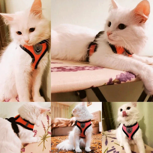 Adjustable Mesh Cat Harness with Leash